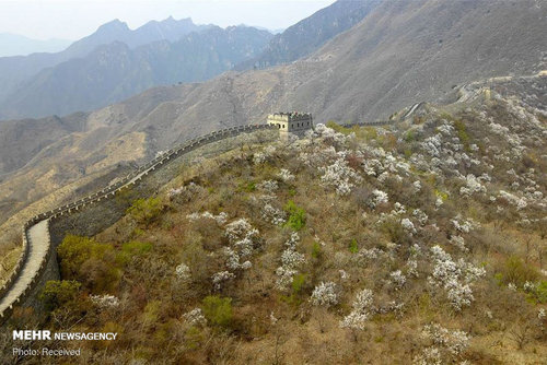 دیوار چین در بهار (عکس) 