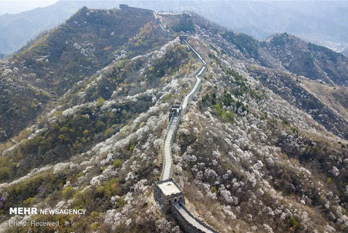دیوار چین در بهار (عکس) 1