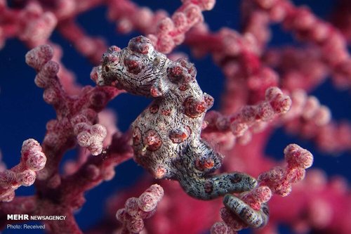 استتارهای جالب دنیای زیر آب (عکس) 1