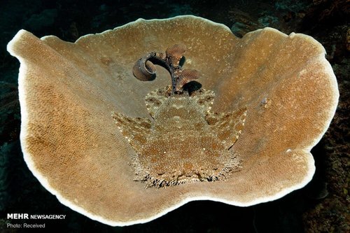 استتارهای جالب دنیای زیر آب (عکس) 1