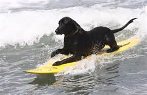 رقابت عجيب موج سواري توسط سگ ها 1