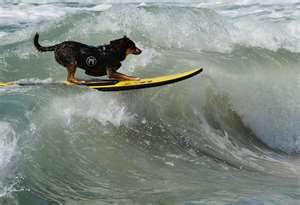 رقابت عجيب موج سواري توسط سگ ها 