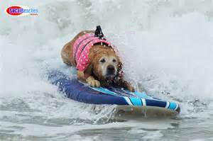 رقابت عجيب موج سواري توسط سگ ها 