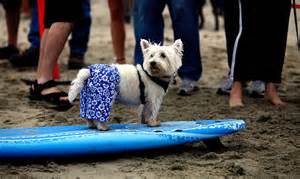 رقابت عجيب موج سواري توسط سگ ها 1