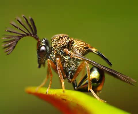 عجیب ترین حشرات دنیا + عکس! 1