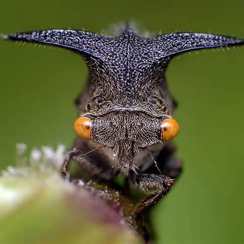عجیب ترین حشرات دنیا + عکس! 1
