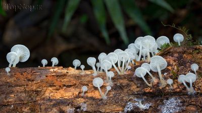 تصاویری از زیبا ترین و ناشناخته ترین قارچ ها در استرالیا 