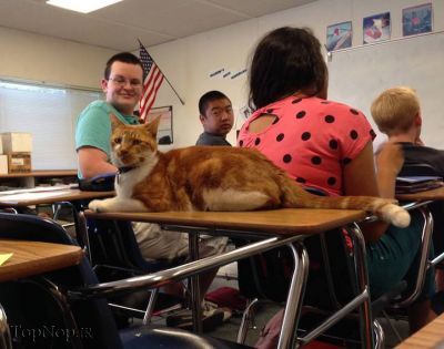 گربه دانش آموز 1