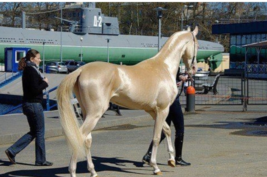 گران ترین اسب دنیا + عکس 1