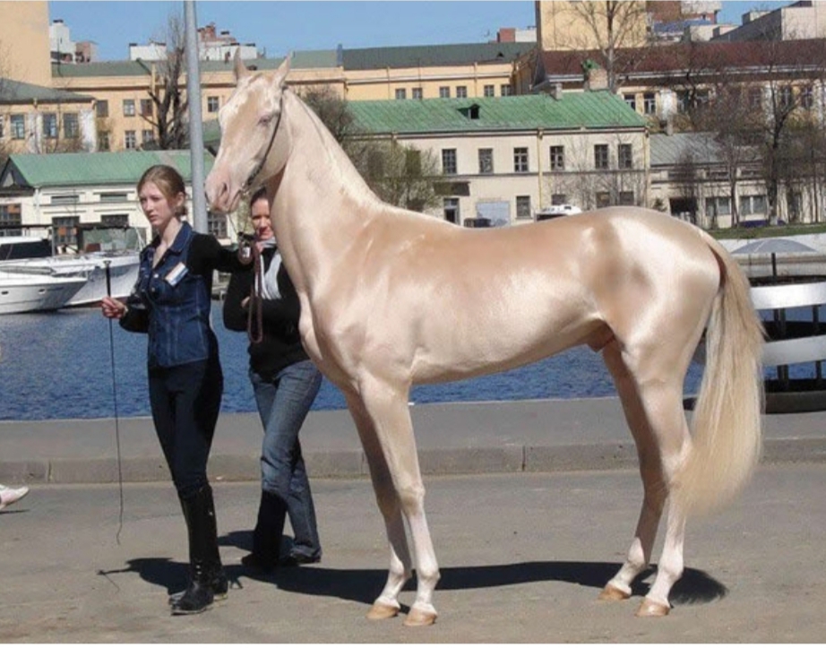 گران ترین اسب دنیا + عکس 1